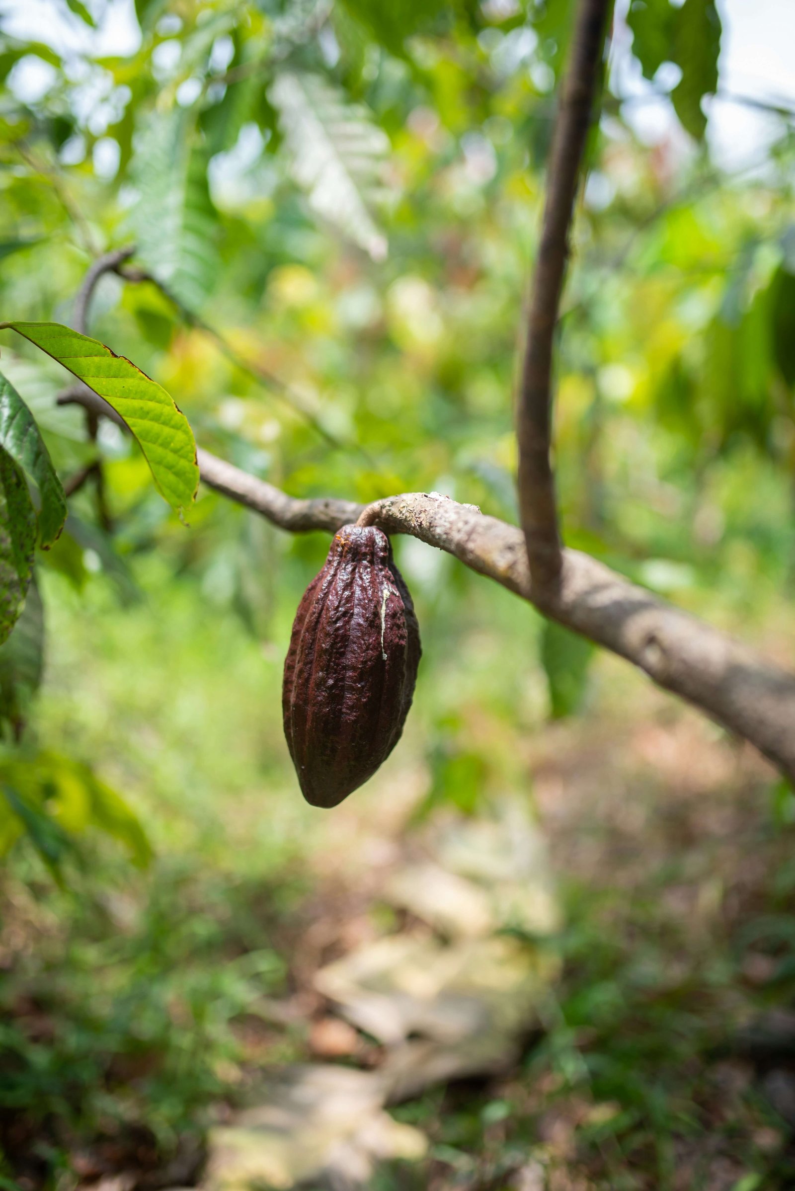 Cacao Fino de Aroma de Venezuela